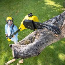 Best Stump Grinding and Removal  in Cornwall On Hudson, NY